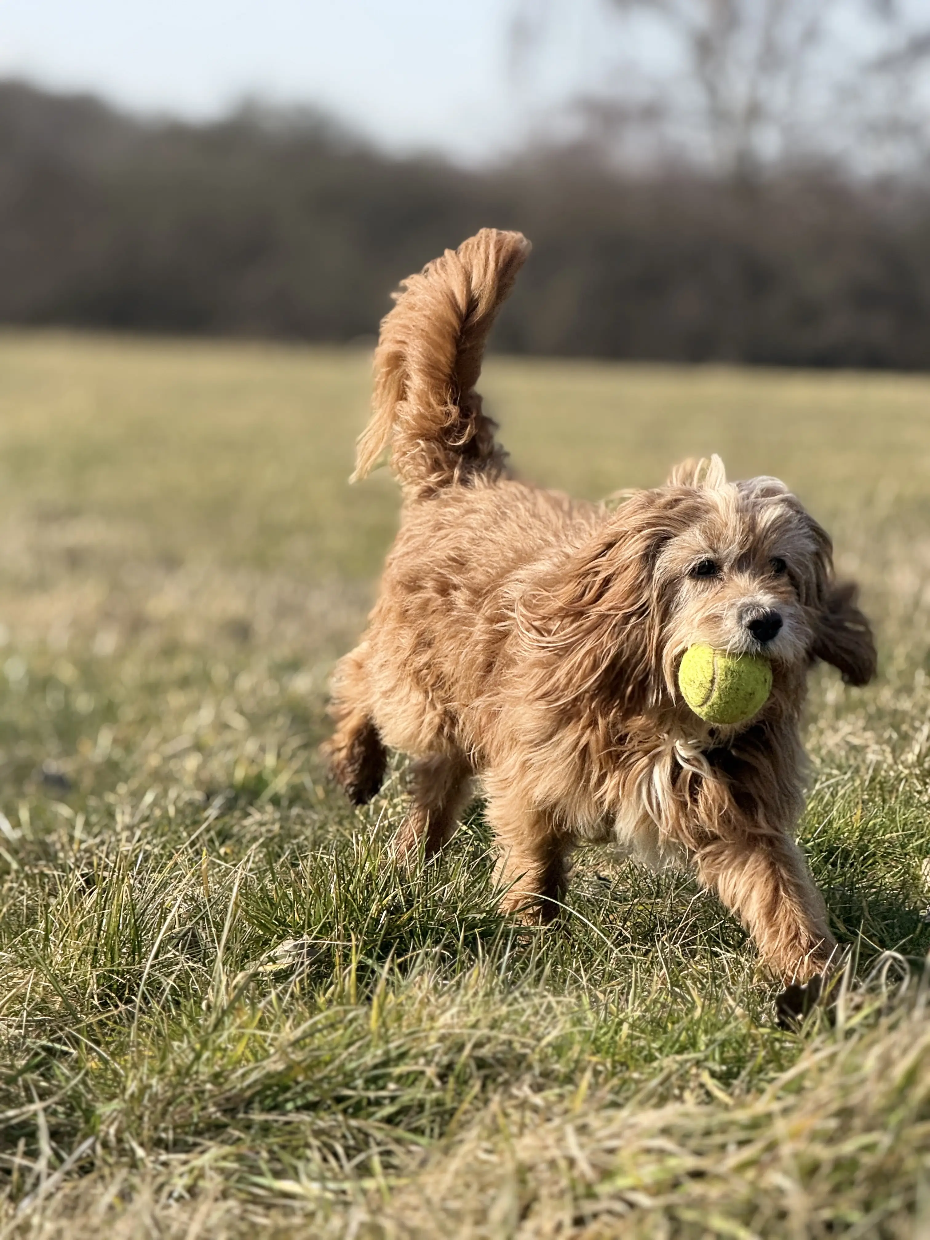Hund løber i græsset med en tennisbold i munden