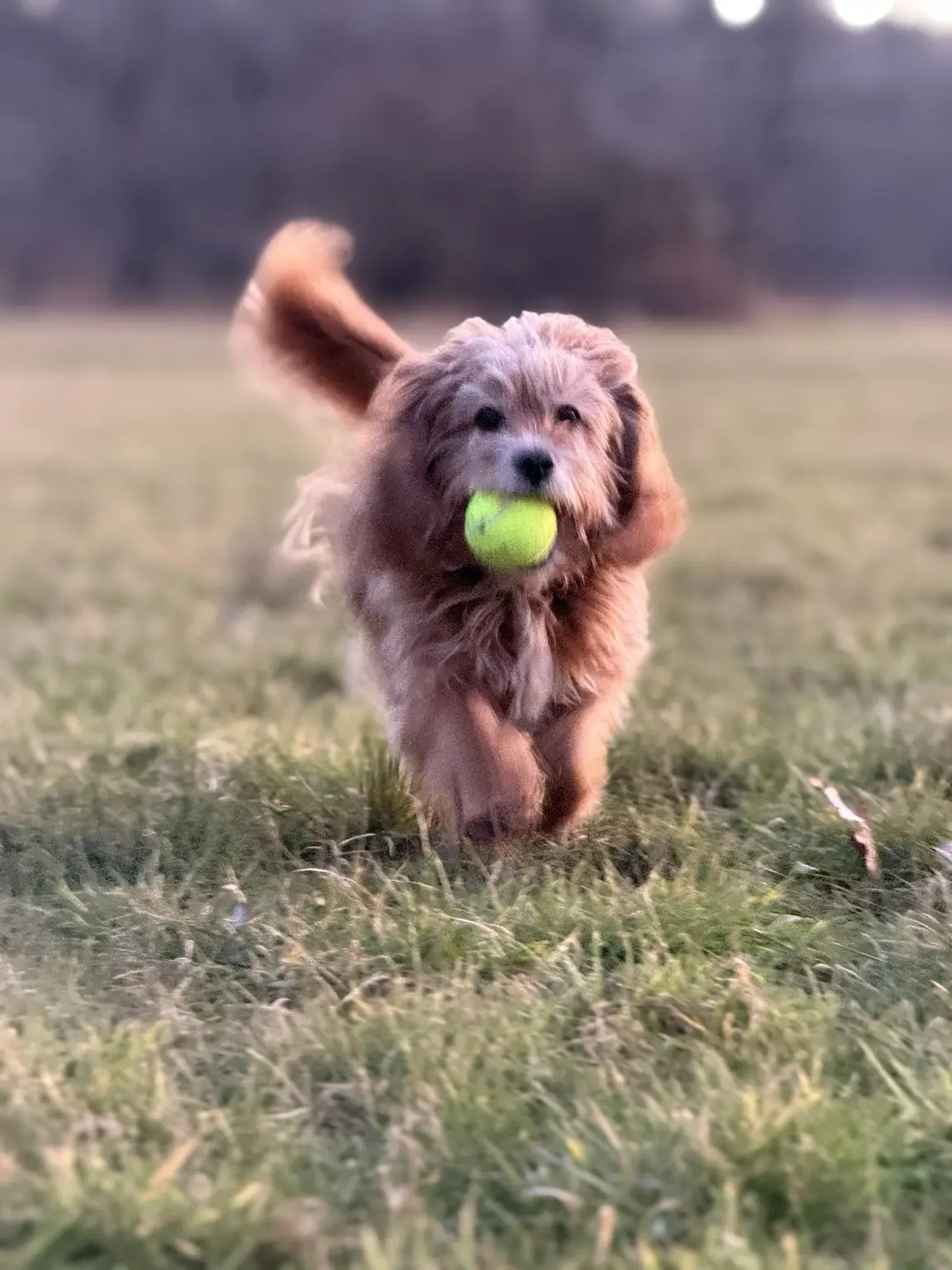 Hund der løber med en tennisbold