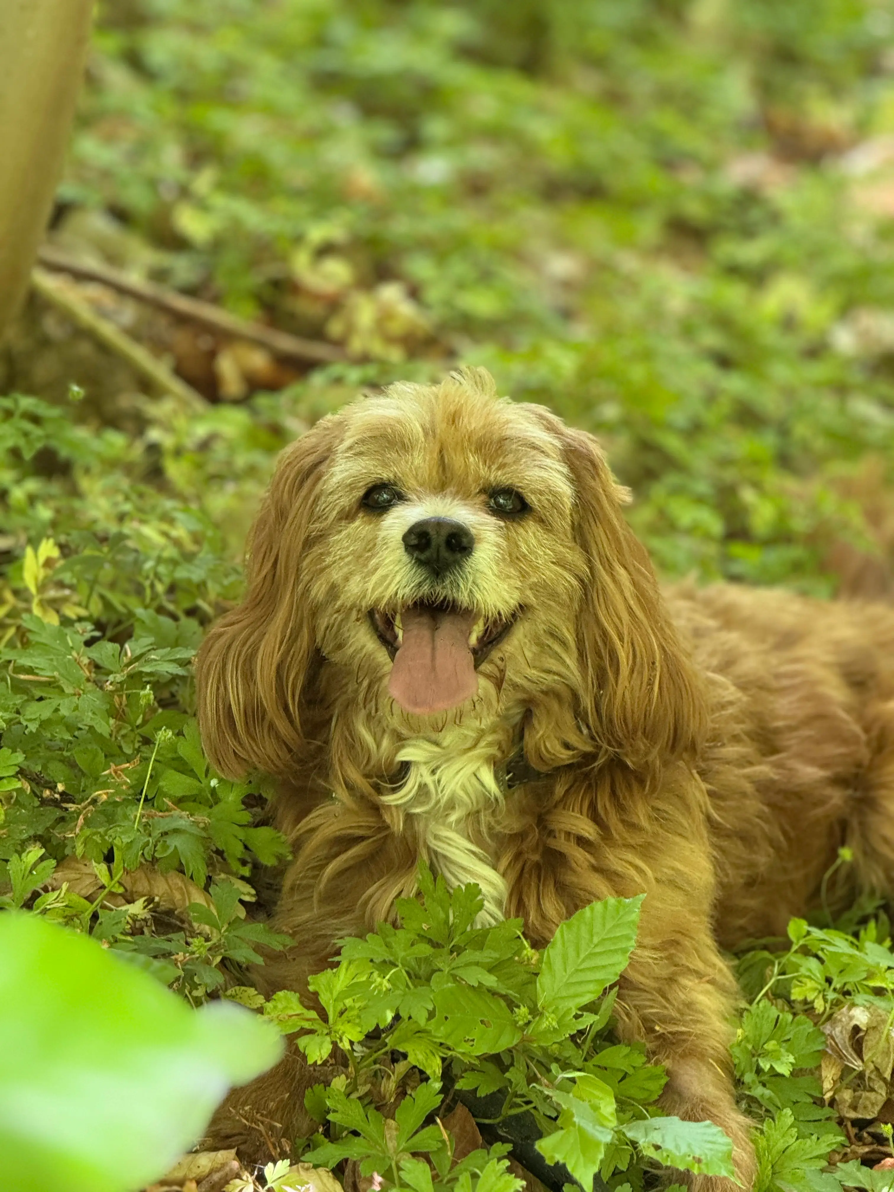 Hund portræt i naturligt lys