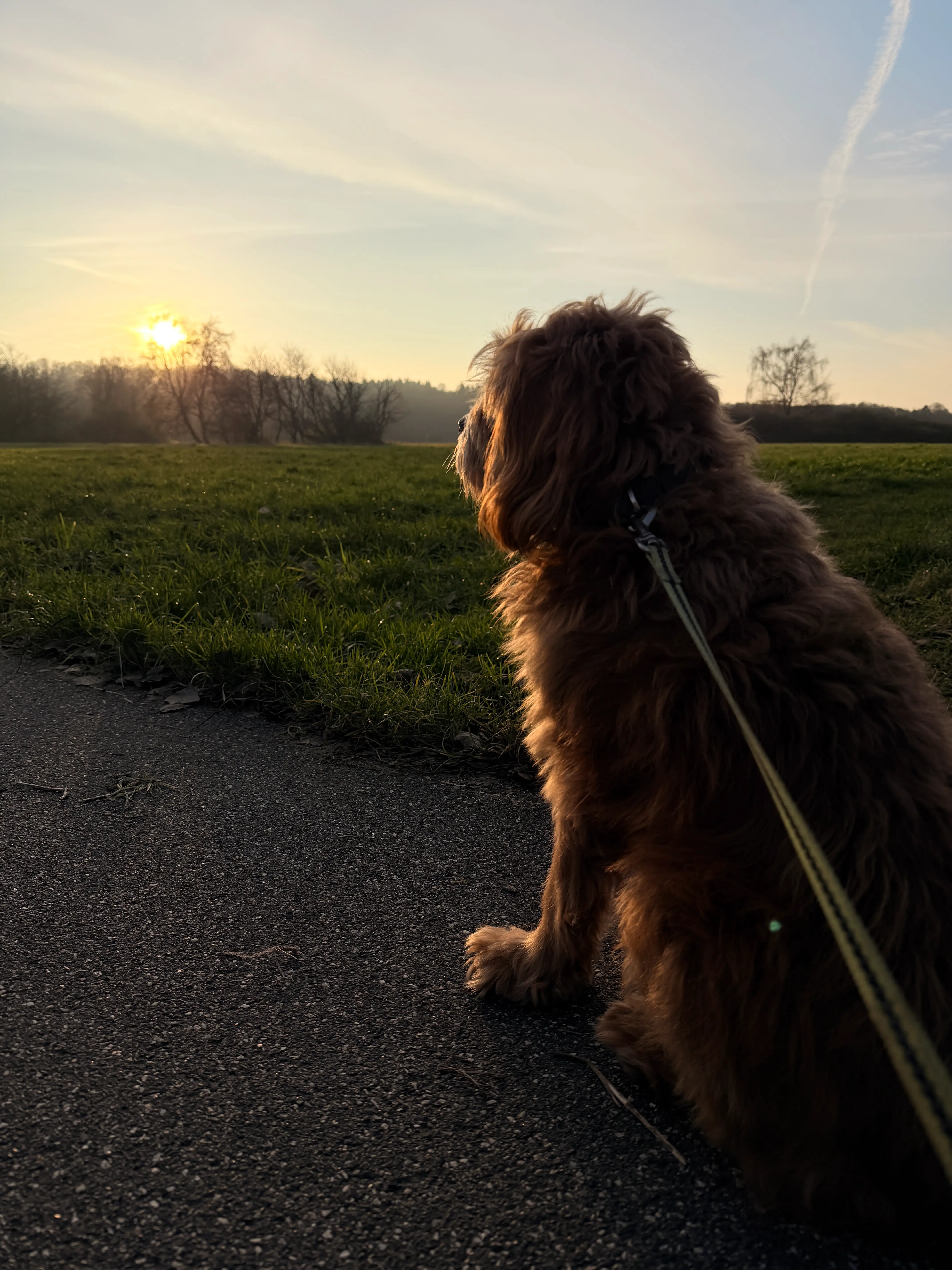 Hund i profil