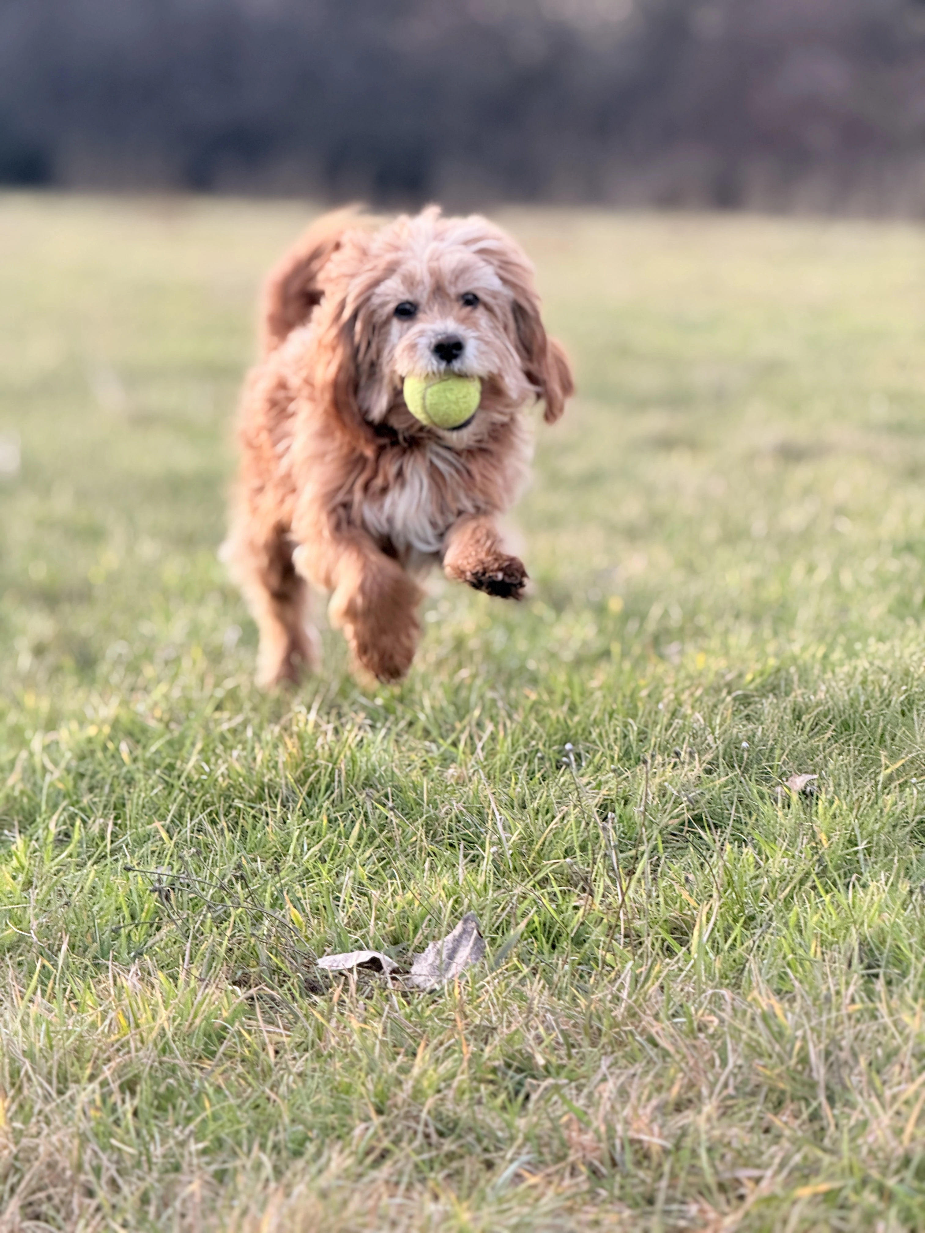 Hund i bevægelse i naturligt lys
