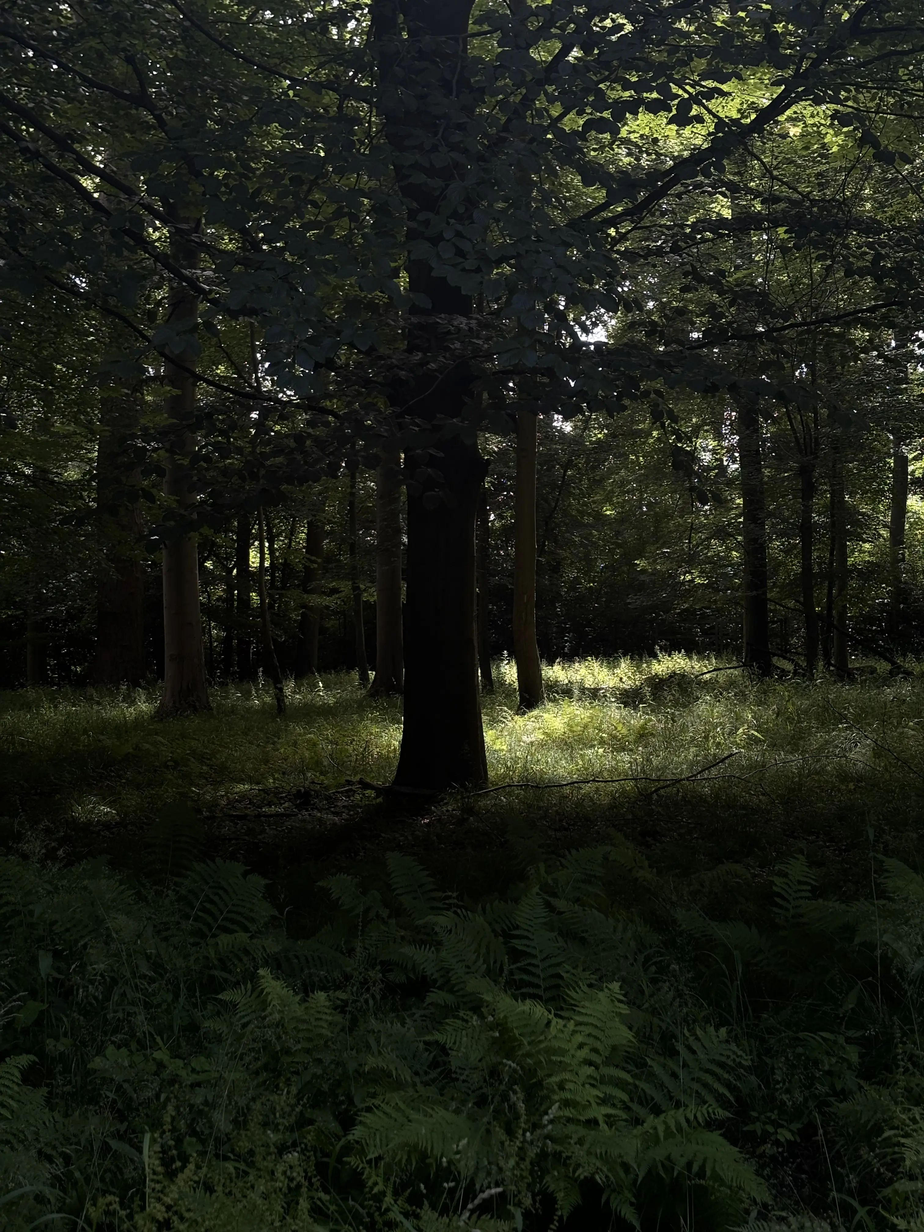 Skov med træer