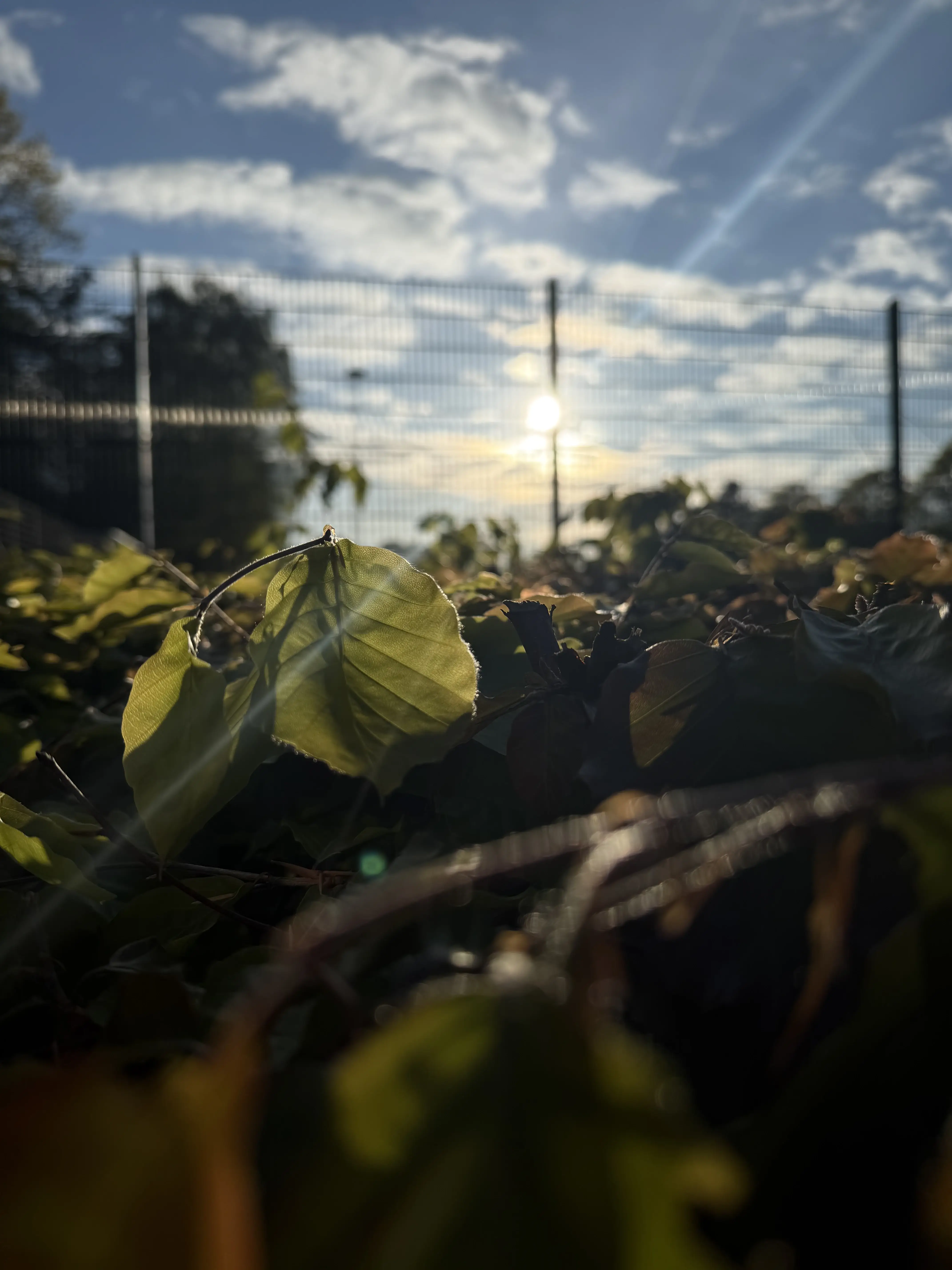 Sollys i naturen