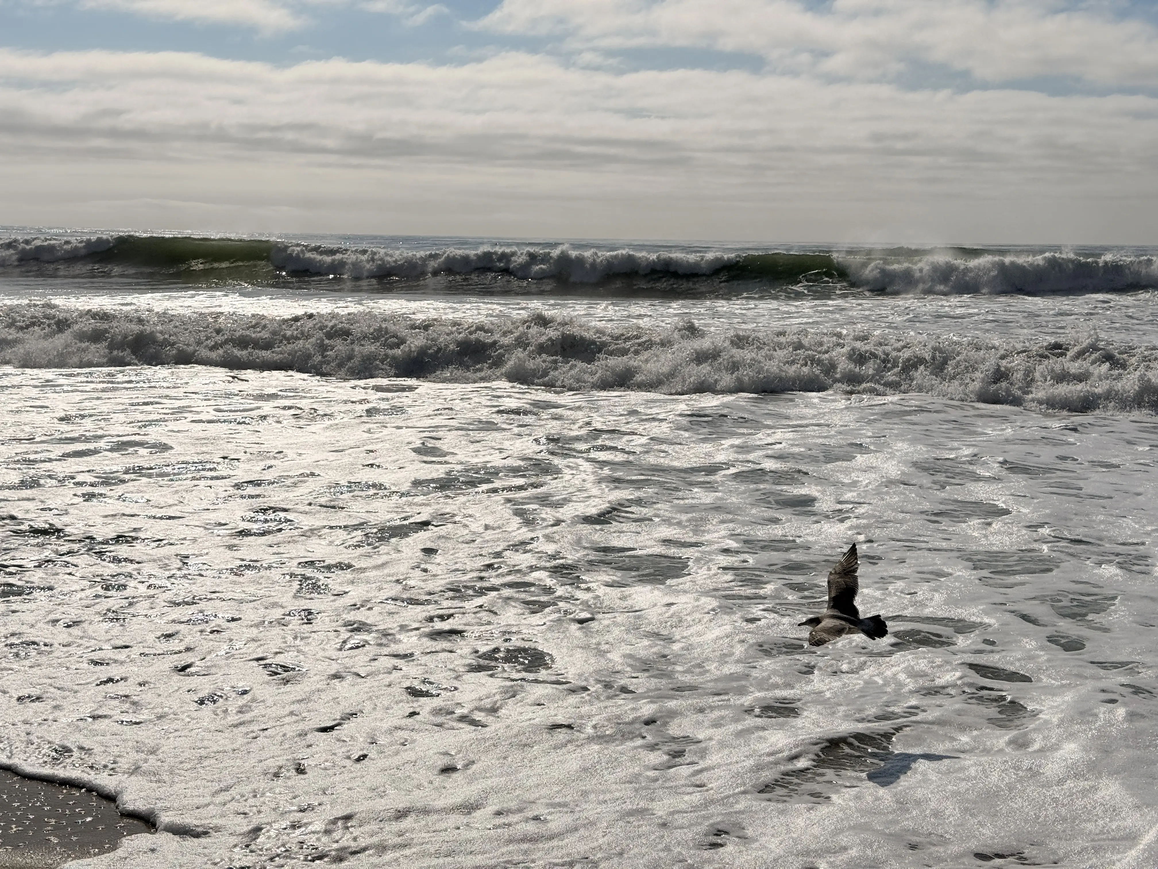 Fugl flyver over bølger ved stranden